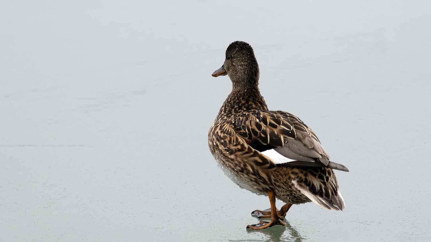 Northern Shoveler